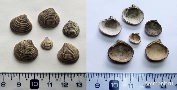 юра, оксфорд, двустворчатые моллюски