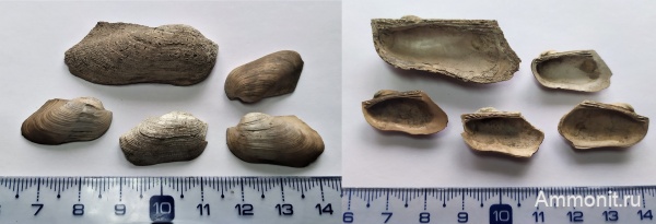 юра, оксфорд, двустворчатые моллюски, Grammatodon