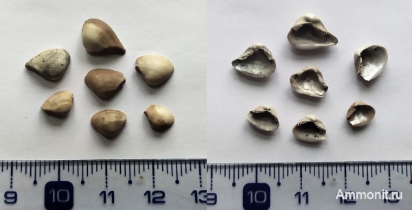 юра, оксфорд, двустворчатые моллюски, Nuculana