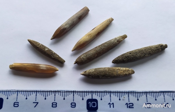 юра, головоногие моллюски, Hibolithes