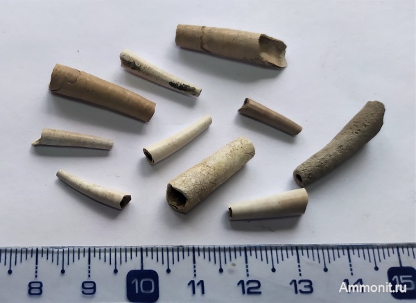 юра, оксфорд, лопатоногие моллюски