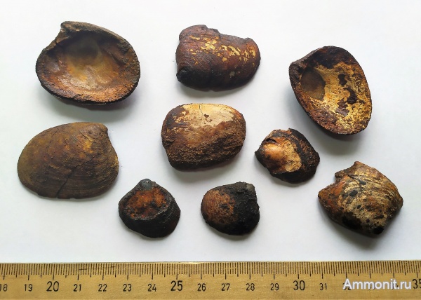 юра, Михайлов, двустворчатые моллюски