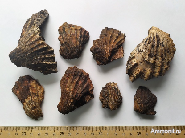 юра, Михайлов, двустворки, гребешки, Ctenostreon