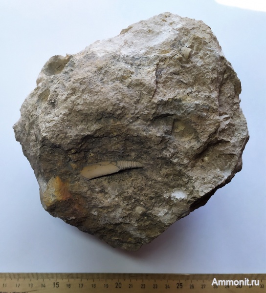 карбон, Михайлов, головоногие моллюски