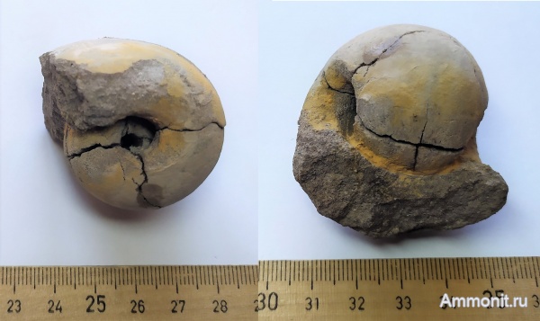 карбон, Михайлов, Bellerophon