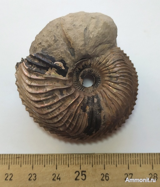 аммониты, юра, Михайлов, Cardioceras, оксфорд