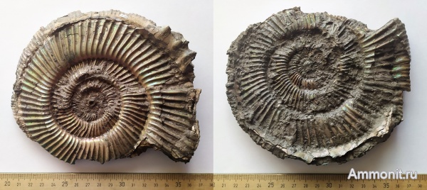 аммониты, юра, Михайлов