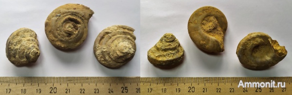 гастроподы, карбон, Гжель, гжельский ярус, Omphalotrochus