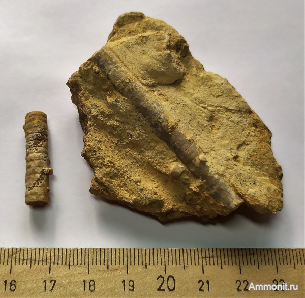 карбон, Гжель, гжельский ярус, криноидеи