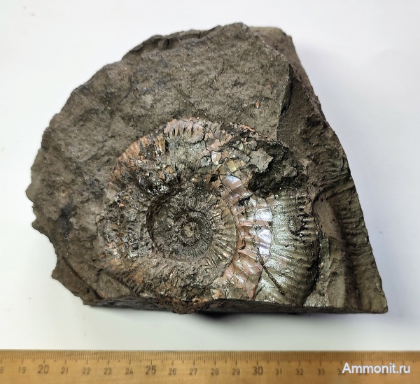 аммониты, Михайлов