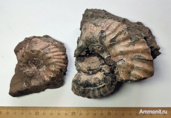 аммониты, юра, Михайлов, Erymnoceras