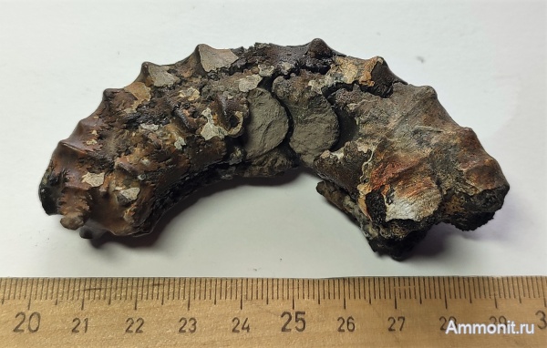 аммониты, юра, Михайлов, Euaspidoceras