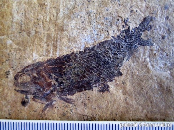 Ископаемые лучепёрые рыбы-палеониски
