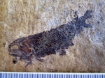 Отпечаток лучепёрой рыбы-палеониска