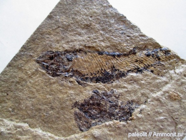 карбон, каменноугольный период, лучепёрые рыбы, палеониски