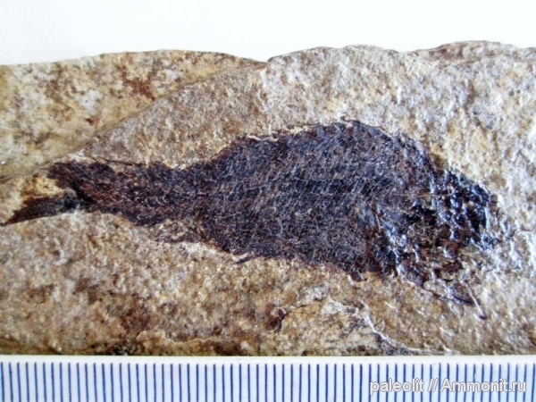 карбон, каменноугольный период, лучепёрые рыбы, палеониски