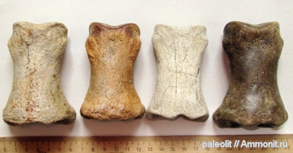 плейстоцен, мамонтовая фауна, лошади