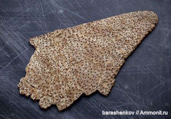 Heterostraci, Psammosteida, agntha, pycnosteidae