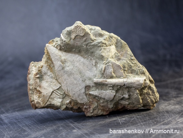 Placodermi, Sarcopterygii, Bothriolepis