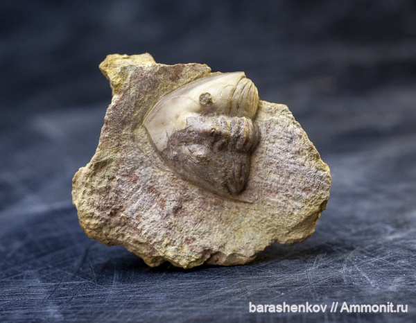 Trilobites, Rhinoferus