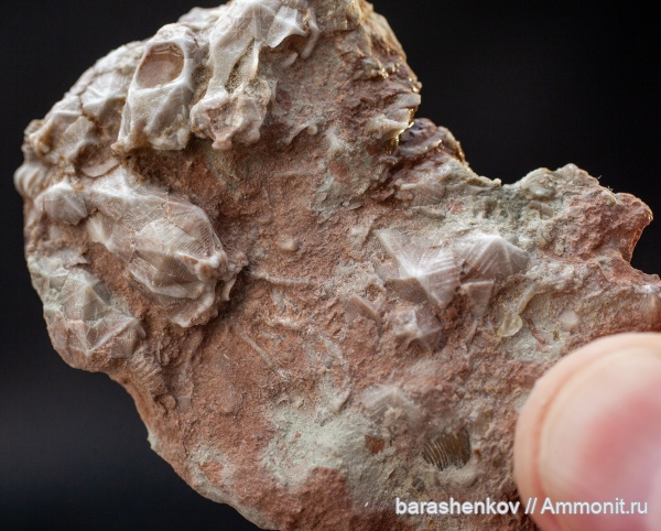 иглокожие, Rhombifera, Cheirocystis