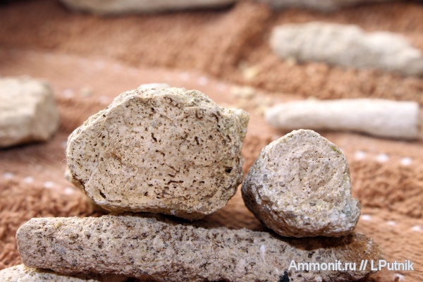 ихнофоссилии