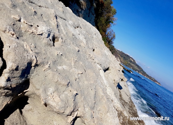 ихнофоссилии