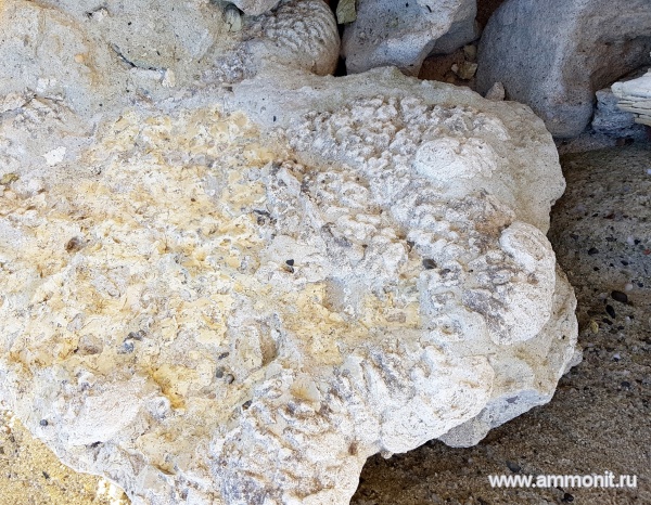 Беспозвоночные