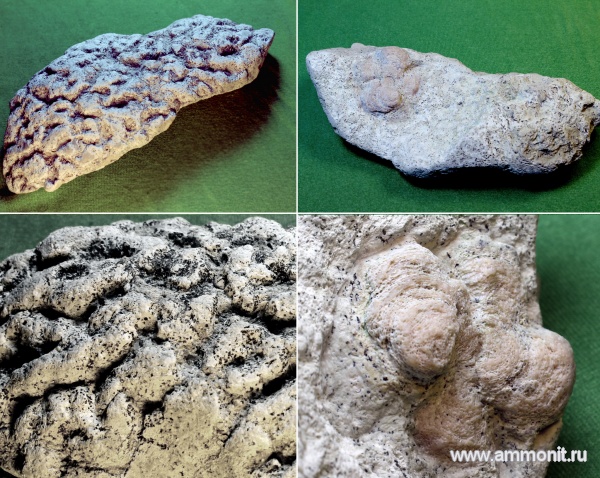 мшанки, губки