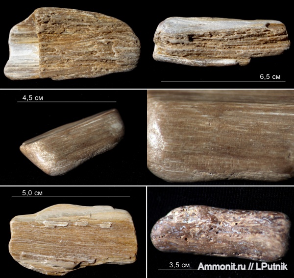 Окаменевшее дерево