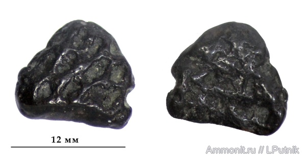 девон, рыбы