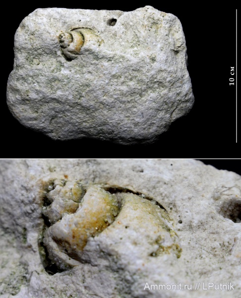гастроподы, брюхоногие моллюски, беспозвоночные