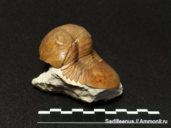 Illaenus, trilobite, Illaenidae, Corynexochida, sinuatus