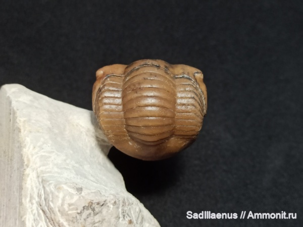 Illaenus, trilobite, Illaenidae, Corynexochida, sinuatus