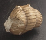 Asaphus Sp