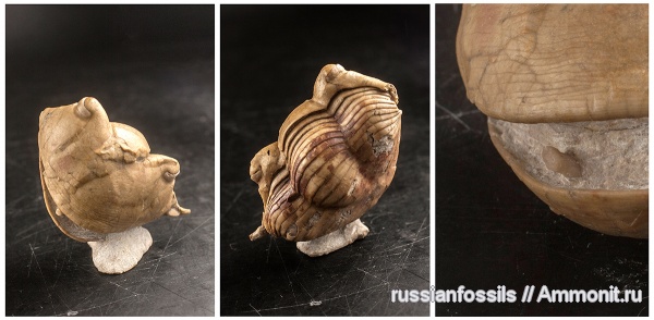 трилобиты, ордовик, Вильповицы, Illaenus, Ленинградская область