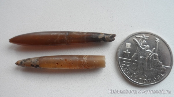 белемниты, головоногие моллюски, belemnites