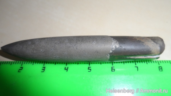 белемниты, головоногие моллюски, belemnites