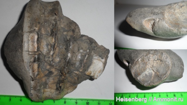 аммониты, моллюски, головоногие моллюски