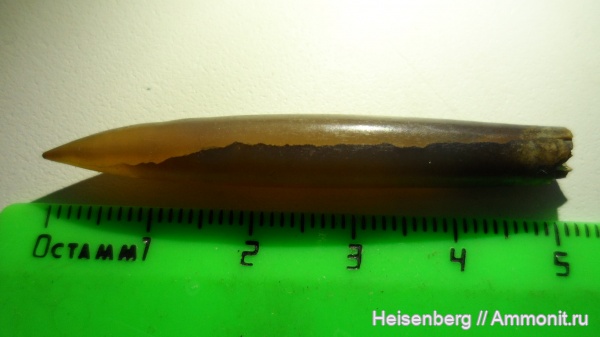 белемниты, головоногие моллюски, belemnites