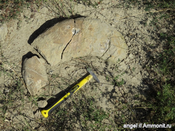 аммониты, головоногие моллюски, Крым, Ammonites