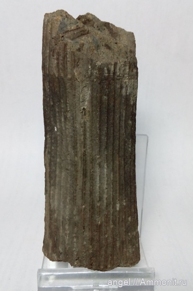 пермь, каламиты, Calamites, Кемеровская область, Permian