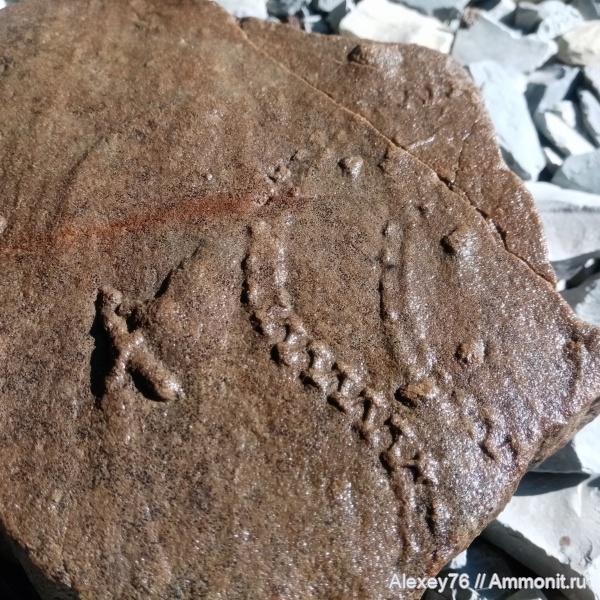 ихнофоссилии