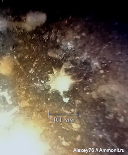 фораминиферы