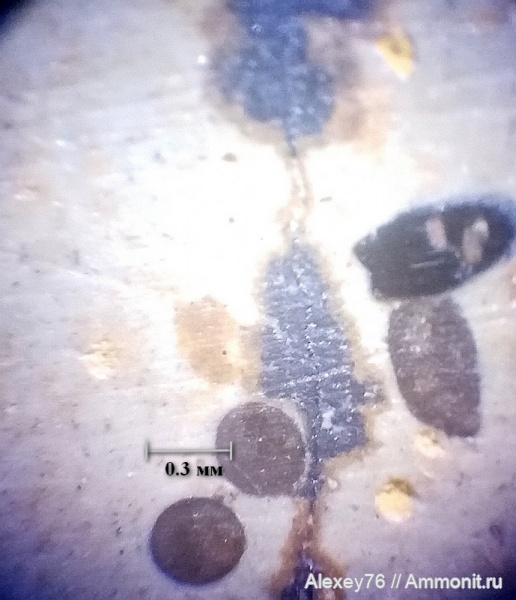 микрофоссилии