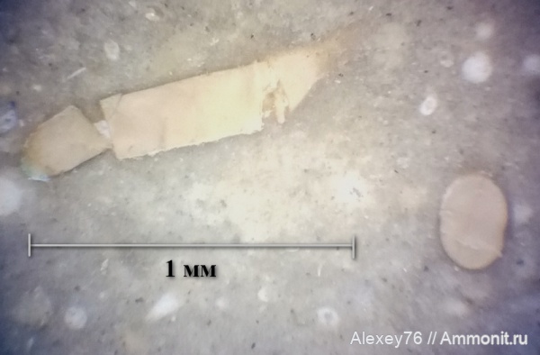 микрофоссилии