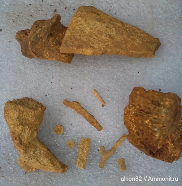 морские лилии, мшанки, ругозы