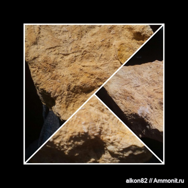 трилобиты, карбон, мшанки, Гжель, 55км