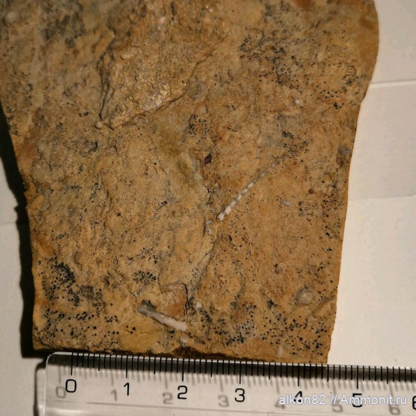 морские лилии, карбон, Гжель