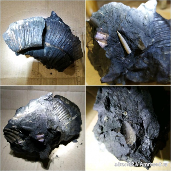 аммониты, белемниты, брахиоподы, юра, Москворечье, юрский период, Zaraiskites, eulagonibelus volgensis, Jurassic